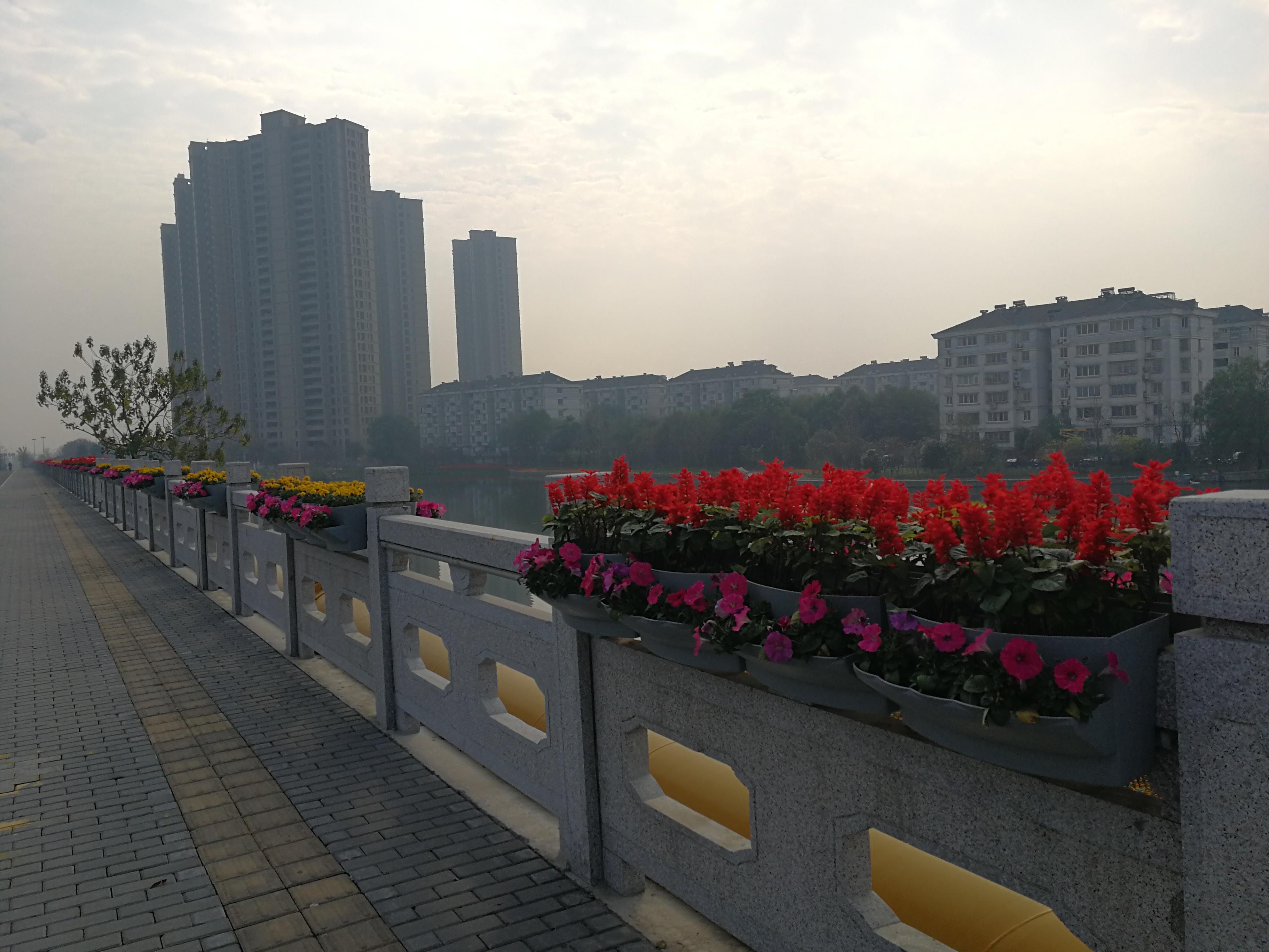 2017绍兴马拉松跑道绿化项目(图3)