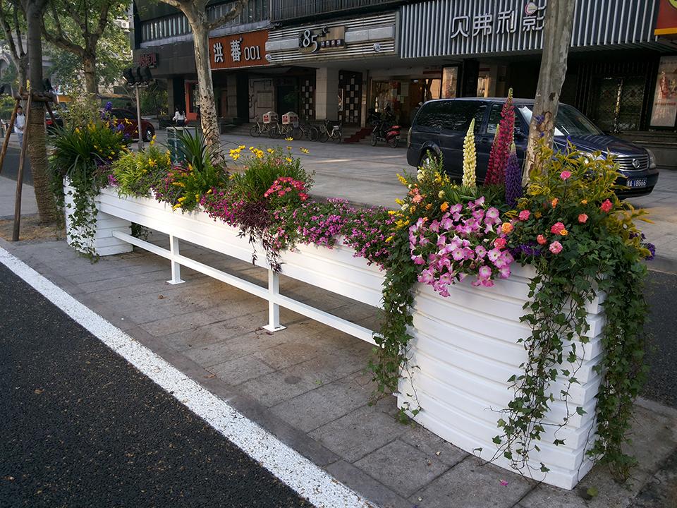 杭州延安南路道路隔离绿化(图3)