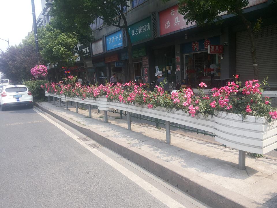杭州文三西路隔离绿化(图1)