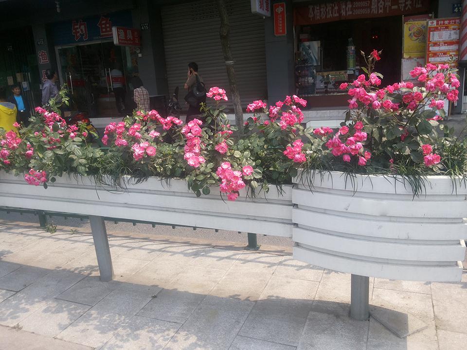 杭州文三西路隔离绿化(图2)