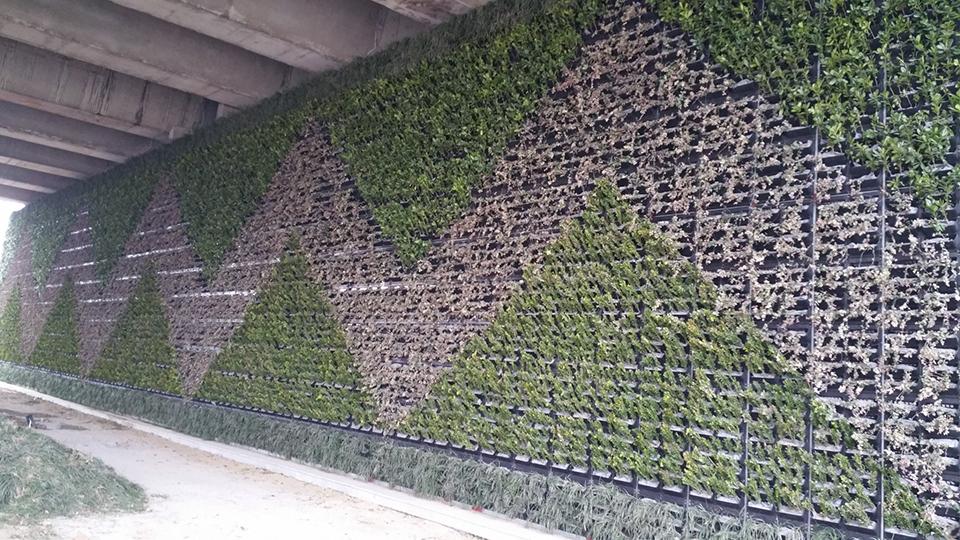 绍兴绿化项目(图3)
