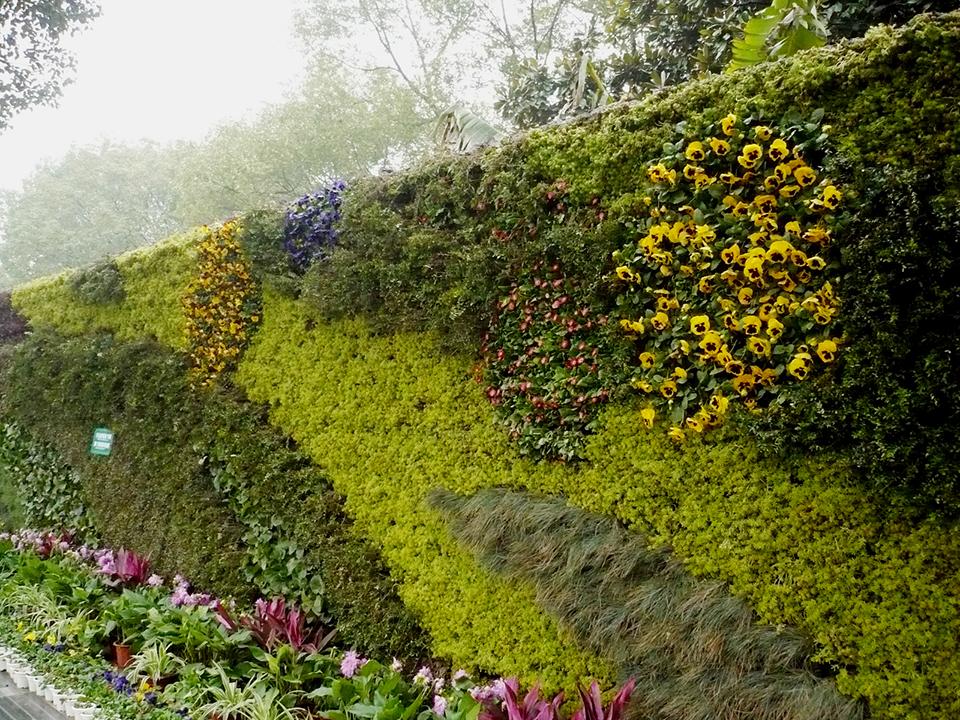 宁波江东区植物墙(图3)
