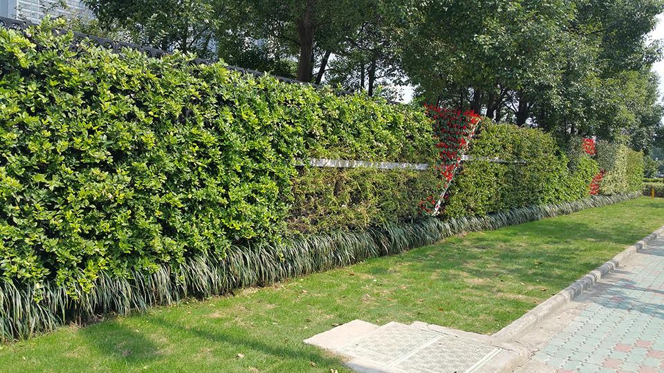 宁波高新区植物墙(图1)