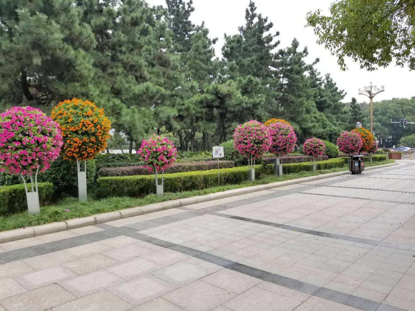 树状花球(图1)