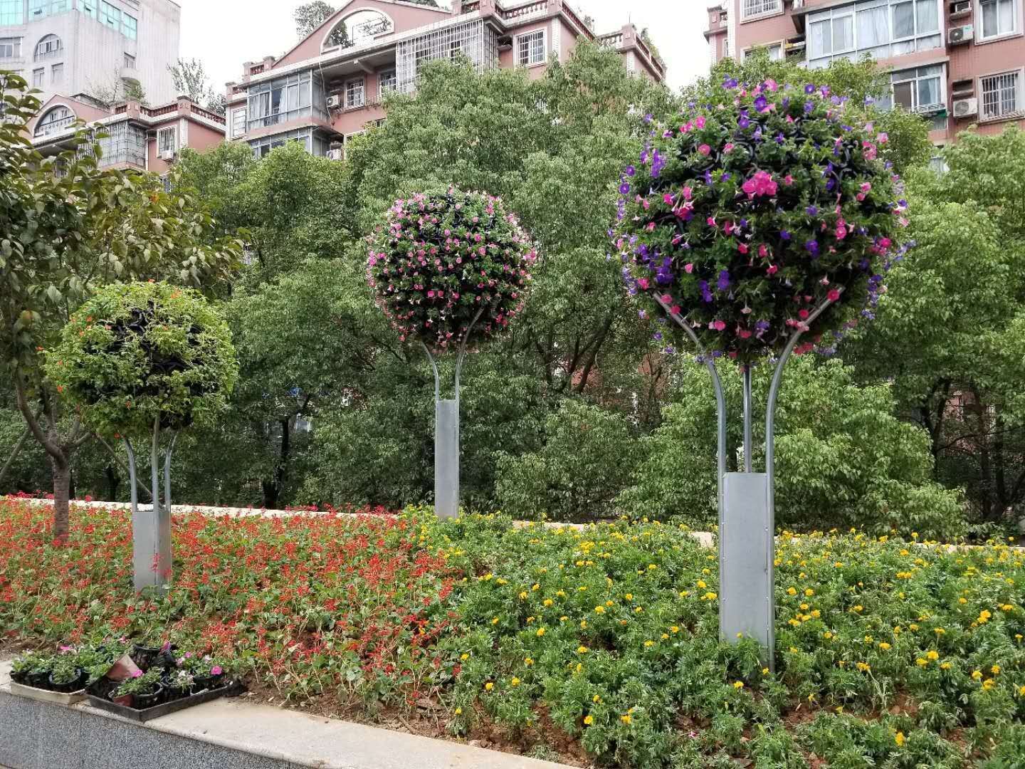 树状花球(图2)