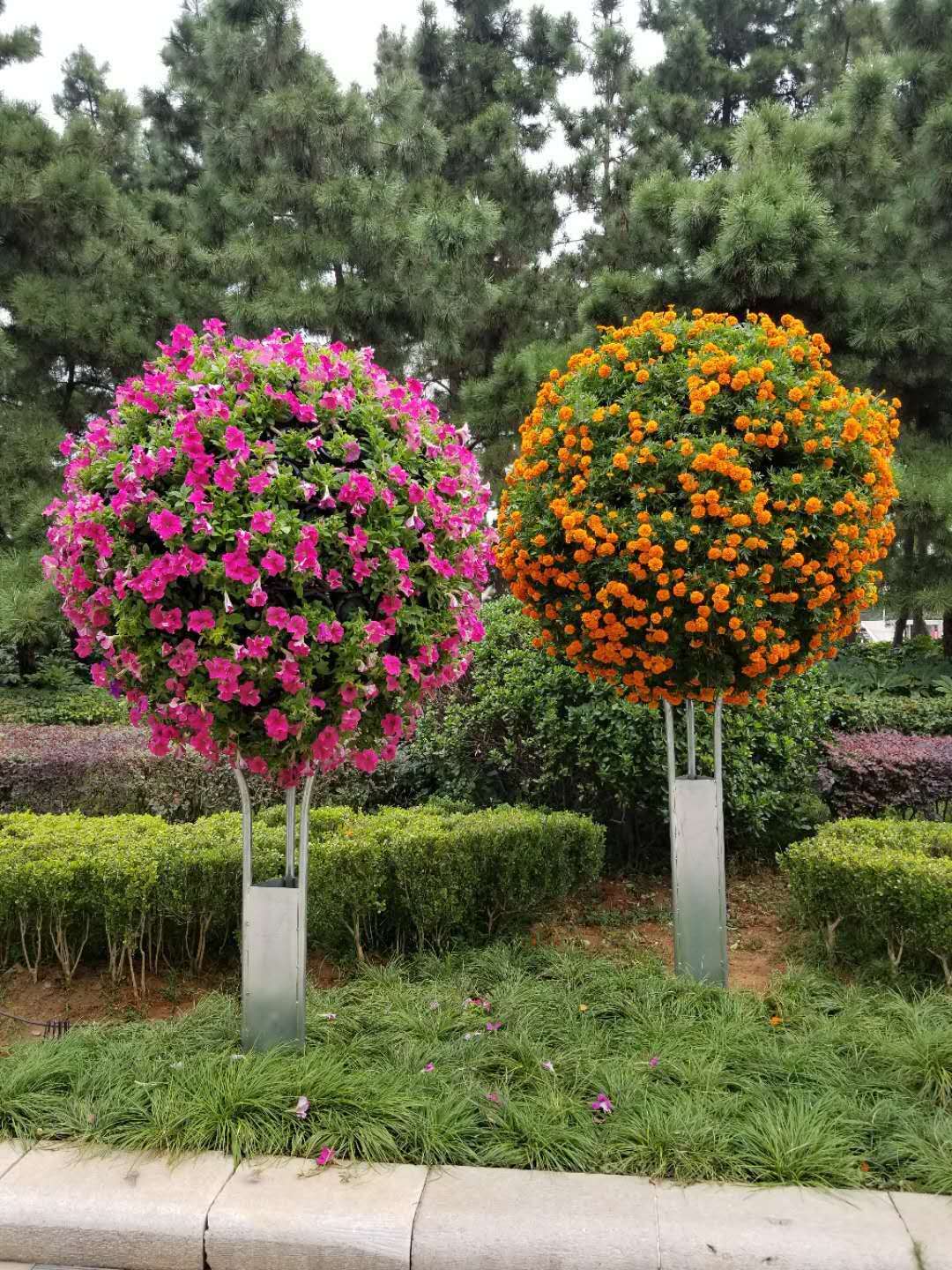 树状花球(图3)