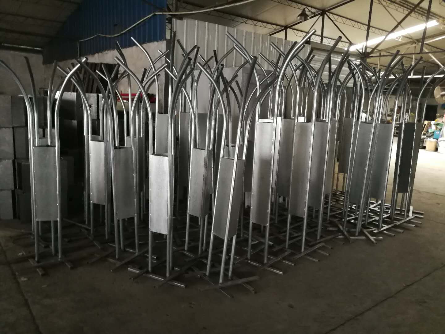 树状花球(图4)