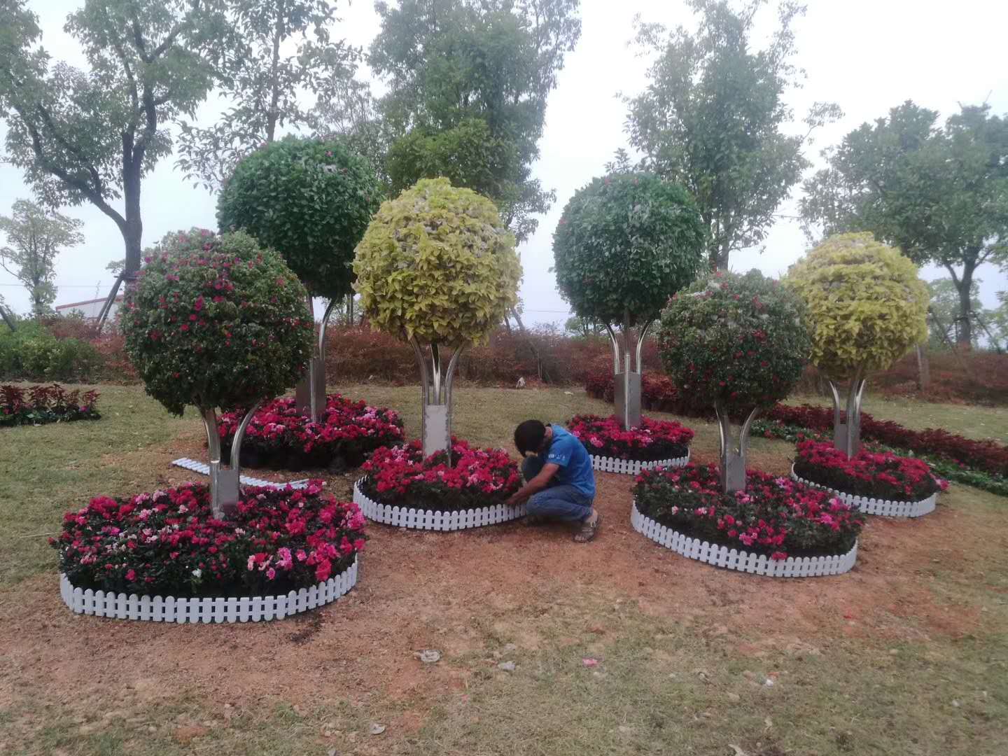 树状花球(图8)
