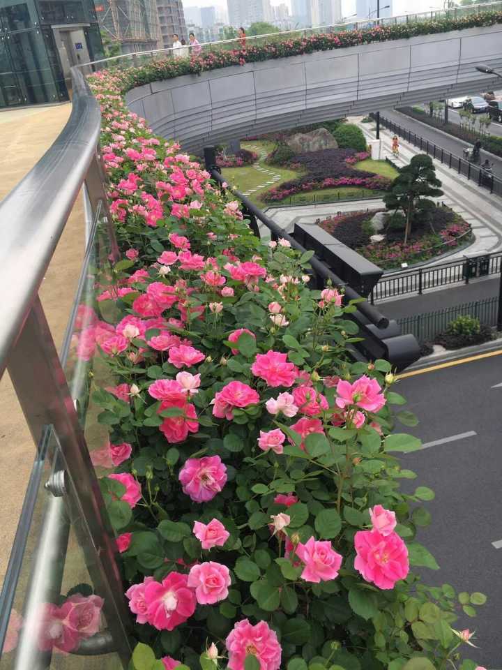 高架桥绿化