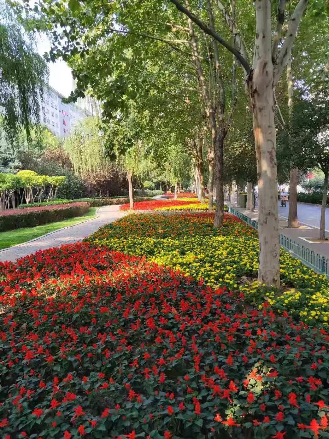 花城——让鲜花扮靓省会(图1)
