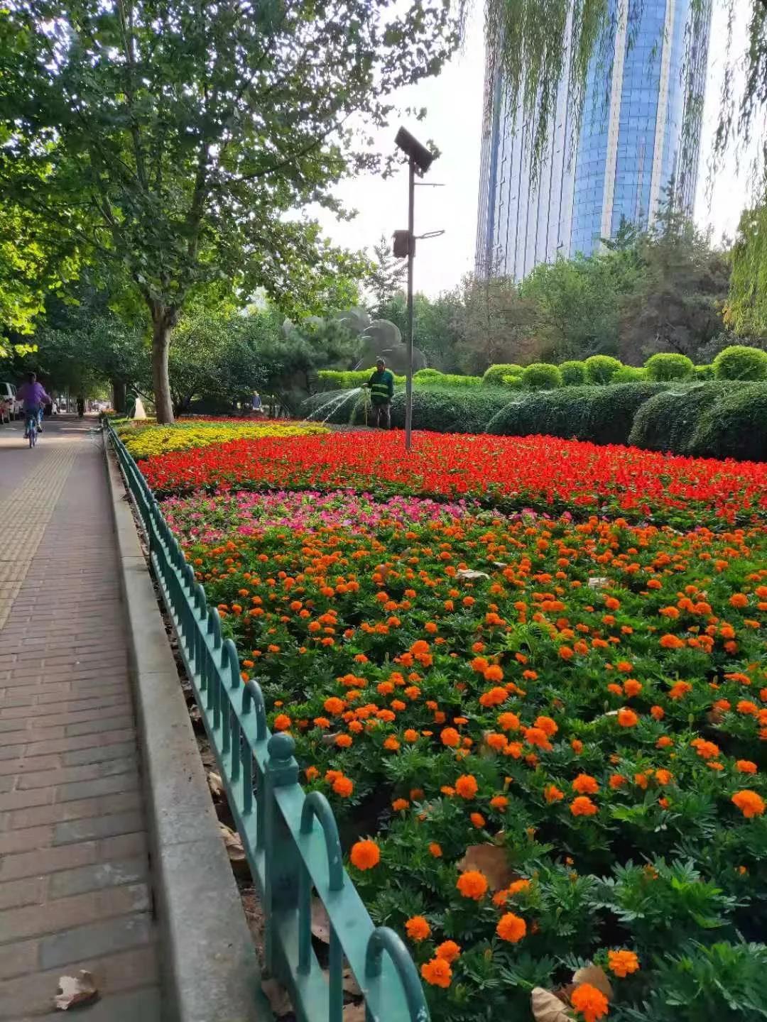 花城——让鲜花扮靓省会(图3)