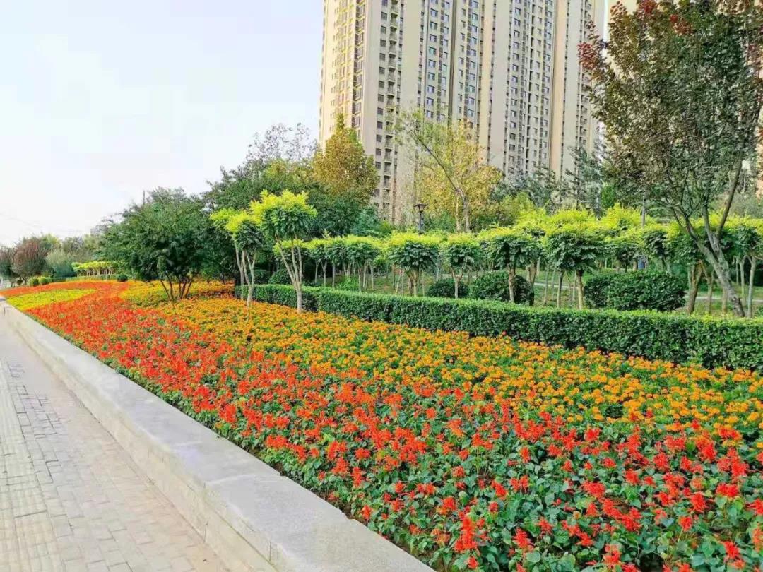 花城——让鲜花扮靓省会(图5)