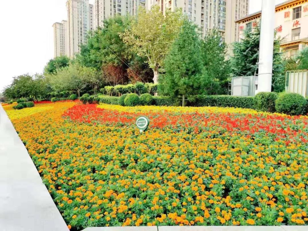 花城——让鲜花扮靓省会(图6)