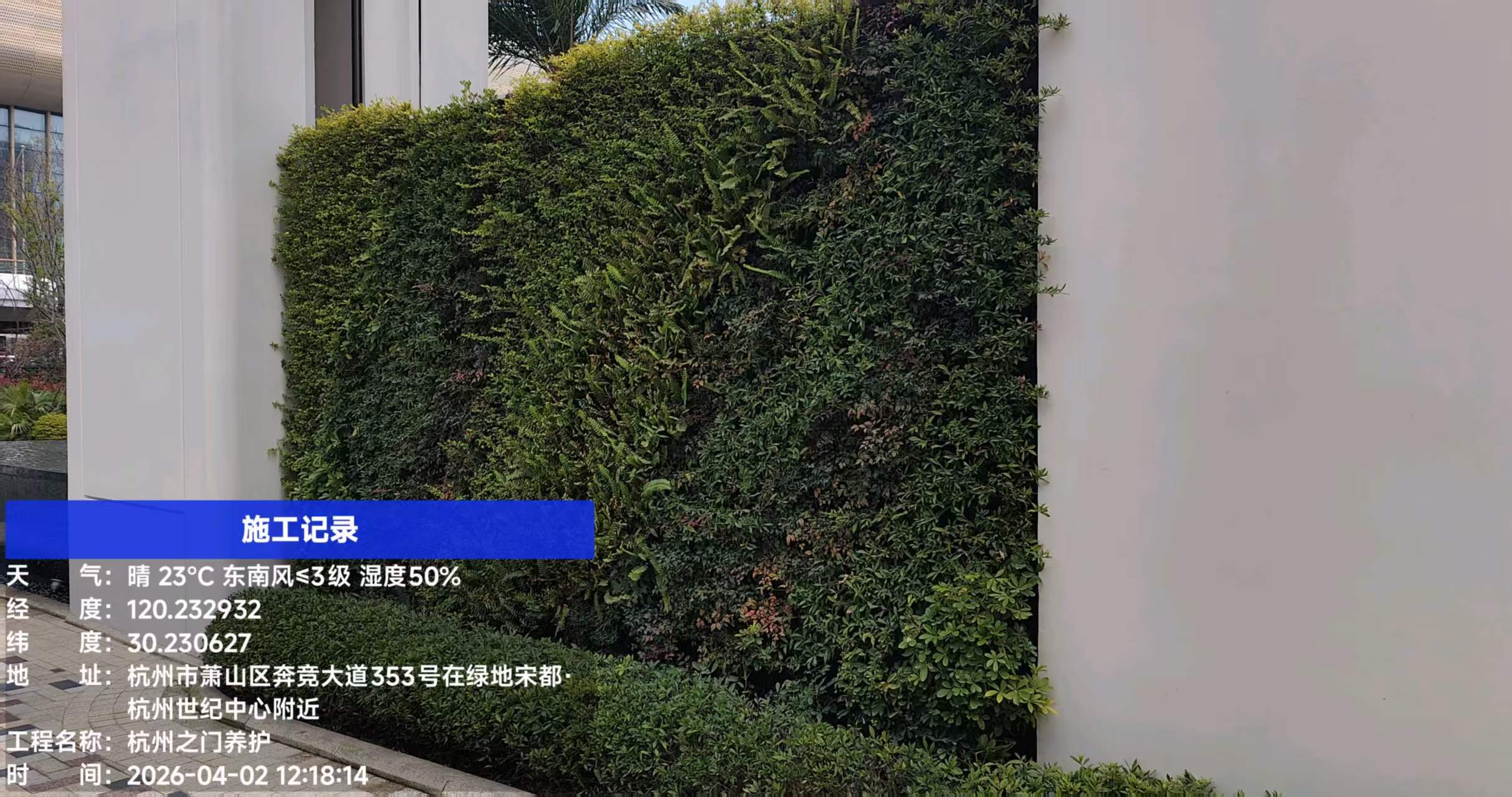 杭州世纪中心—杭州之门 华尔道夫酒店垂直绿化项目(图6)
